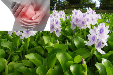 Cảnh báo: Đắp bèo tây chữa viêm khớp, bệnh tình nghiêm trọng thêm