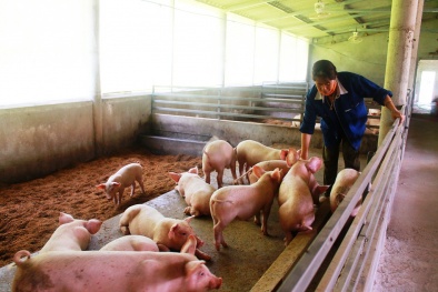 Việt Nam sản xuất thành công vaccine bệnh tả lợn Châu Phi