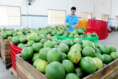 Trái cây Việt ‘đi’ Mỹ: Khắt khe về tiêu chuẩn nhưng tiềm năng vô cùng lớn