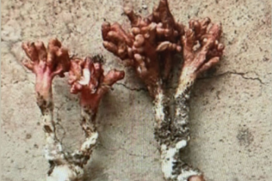 Rước họa vào thân khi ăn ve sầu có sừng tưởng đông trùng hạ thảo