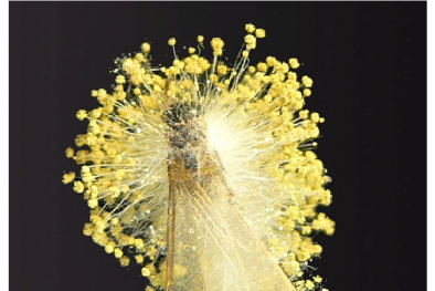 Tử vong do ăn mối rang bị nhiễm nấm Aspergillus fumigatus