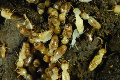 Săn lùng mối chúa để tăng cường sinh lực - Hậu họa khó lường