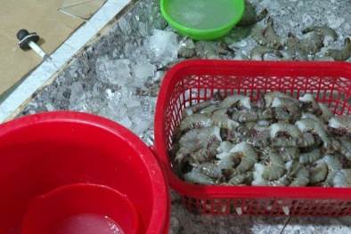 Bạc Liêu: Phát hiện 750kg tôm chứa tạp chất trong kho lạnh doanh nghiệp