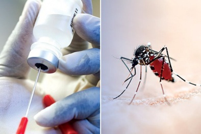 Phát triển vaccine ngừa sốt xuất huyết từ nước bọt của muỗi