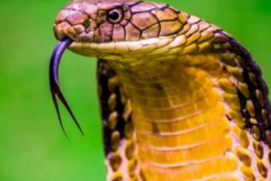 Đắp lá cây, thuốc nam để chữa rắn hổ mang cắn nguy hiểm tính mạng