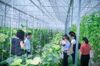 Tiếp tục đổi mới một loạt chính sách nhằm phát triển kinh tế tập thể