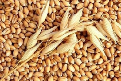 Những chất kịch độc có thể gây ung thư tiềm ẩn trong nhiều thực phẩm quen thuộc