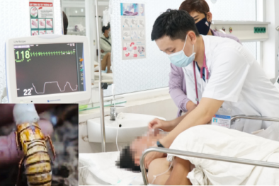 Ăn ấu trùng ve sầu nhiều người bị ngộ độc
