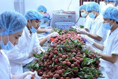 Cảnh báo một số mặt hàng nông sản chưa đạt chuẩn của EU