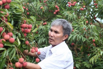 Vải thiều tươi lần đầu tiên được xuất khẩu qua cửa khẩu tại Móng Cái