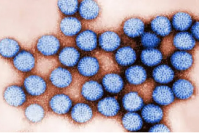 Virus tồn tại trong nước ngọt bằng cách bám trên nhựa