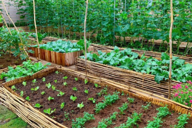 Cảnh báo: Rau tự trồng chưa chắc sạch, vẫn có thể gây ngộ độc 