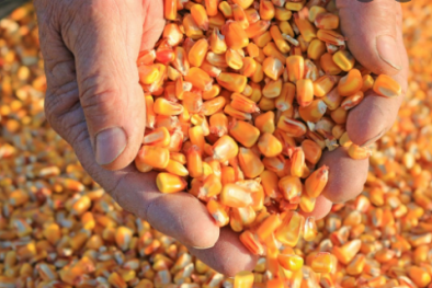 Nguy hiểm từ nhóm độc tố được tìm thấy trong ngũ cốc và ngô bị mốc