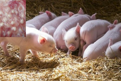 Nhiều loại bệnh nguy hiểm từ thịt lợn có thể truyền sang người nếu chế biến sai