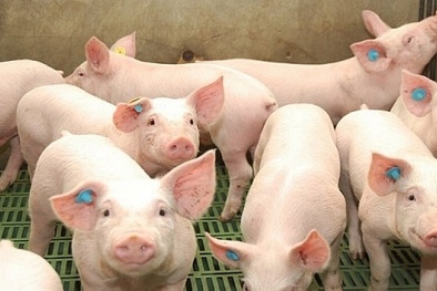 Giá thịt lợn quay đầu giảm sau đà tăng liền 3 tháng