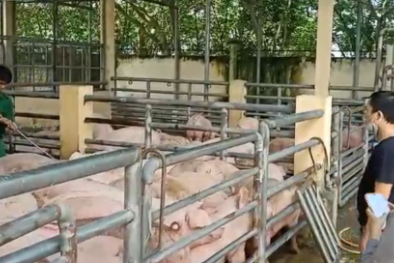 Vận chuyển lợn trái phép qua biên giới gia tăng, nguy cơ lây lan dịch bênh