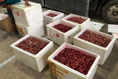 Lâm Đồng: Tạm giữ hơn 300kg dâu tây không rõ nguồn gốc