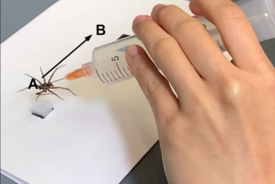 Các nhà khoa học phát triển xác nhện thành cánh tay robot