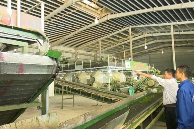 Khẳng định chất lượng và an toàn sản phẩm chè nhờ áp dụng ISO 22000