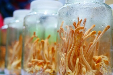 Chuyên gia khuyến cáo: Đông trùng hạ thảo nuôi cấy đơn giản tiềm ẩn hóa chất độc hại