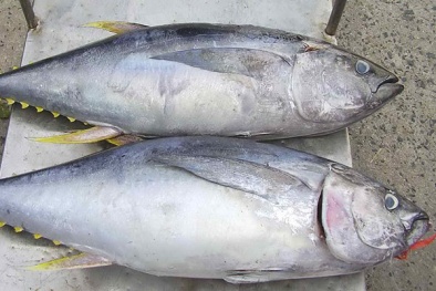 Những thực phẩm có thể ảnh hưởng tới nguồn sữa, bà mẹ bỉm sữa cần tránh