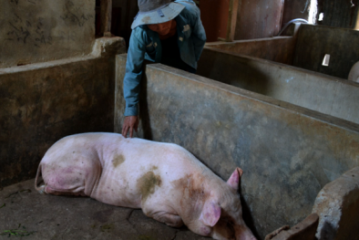 Lợn chết sau tiêm vaccine dịch tả: Tạm dừng sử dụng vaccine, đề nghị Navetco khắc phục sự cố 