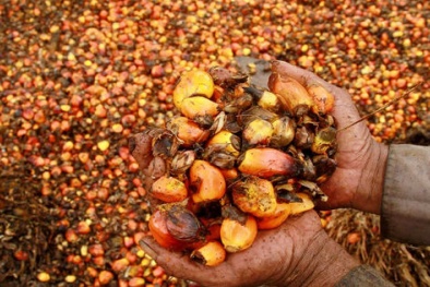 Indonesia gia hạn miễn thuế xuất khẩu dầu cọ đến hết tháng 10