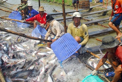 Ngành cá tra sẽ gặp khó vì quy chuẩn xả thải quá cao?