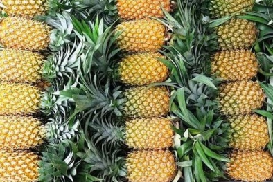 Xuất khẩu dứa sang EU - doanh nghiệp cần thực hành tốt quy định tiêu chuẩn chất lượng
