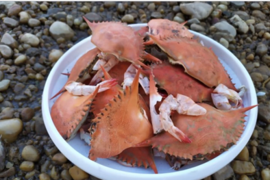 Pin kẽm làm từ vỏ cua phân hủy và tái chế một cách an toàn