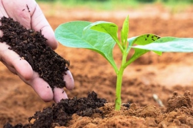 Thông báo của Uganda về tiêu chuẩn quốc gia với phân bón sinh học