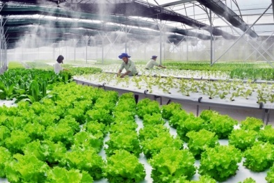 Ngành nông nghiệp đẩy mạnh xuất khẩu, giải quyết các rào cản kỹ thuật phát sinh