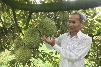 Chưa có doanh nghiệp nào dám mạo danh mã số vùng trồng sầu riêng