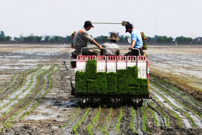 Dự án trồng lúa gạo bền vững giúp cải thiện thu nhập 10.000 nông hộ ĐBSCL