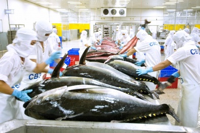 Xuất khẩu cá ngừ tiếp tục tăng cao hơn mức trước đại dịch