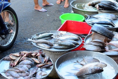 Tránh xa những loại cá này dù bán rẻ, cách phân biệt và lựa chọn cá tươi ngon