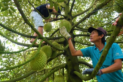 Năm 2023, Cần Thơ sẽ xuất khẩu lô sầu riêng đầu tiên sang Trung Quốc