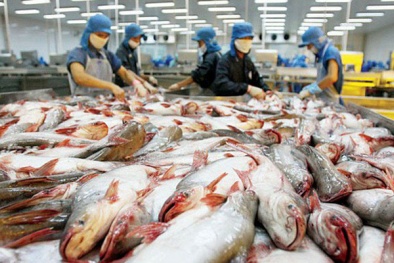 Xuất khẩu cá tra đạt kỷ lục chưa từng có