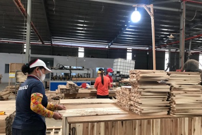 Đảm bảo gỗ hợp pháp và quản lý rừng bền vững: Vấn đề “tồn tại hay không tồn tại” của ngành gỗ