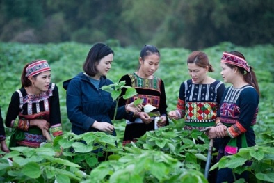 Mô hình tiết kiệm tín dụng tự quản hỗ trợ hơn 11.000 phụ nữ dân tộc thiểu số phát triển sinh kế