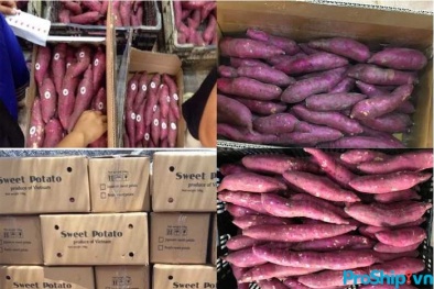 Khoai lang là nông sản tiếp theo được xem xét xuất chính ngạch sang thị trường Trung Quốc