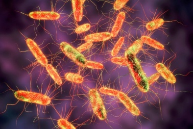 Cảnh báo vi khuẩn Salmonella trong thực phẩm gây nguy hiểm sức khỏe và cách phòng tránh