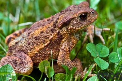 Cảnh báo tình trạng ngộ độc khi ăn phải trứng cóc