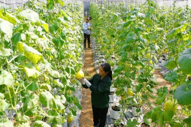 Đồng Tháp: Triển khai chương trình KHCN phục vụ xây dựng nông thôn mới đến năm 2025