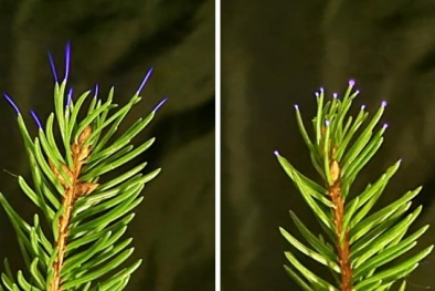 Tia lửa điện từ cây cối trong cơn giông có thể ảnh hưởng đến chất lượng không khí