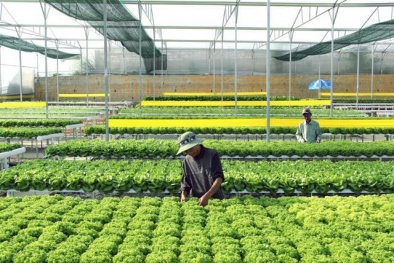 Đồng Tháp: Đẩy mạnh chương trình khoa học công nghệ phục vụ xây dựng nông thôn mới