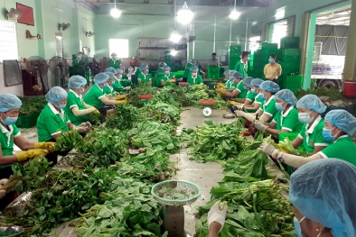 Liên kết vùng để đẩy mạnh tiêu thụ sản phẩm, hàng hóa