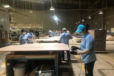 Đảm bảo chuỗi cung ứng gỗ hợp pháp và bền vững- chìa khóa đạt mục tiêu 25 tỷ USD xuất khẩu 