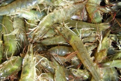 Một ngày với những người nuôi tôm xuất khẩu