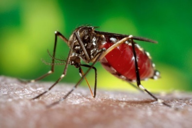 Nghiên cứu mới: Muỗi đực biến đổi gen giúp giảm bệnh tật